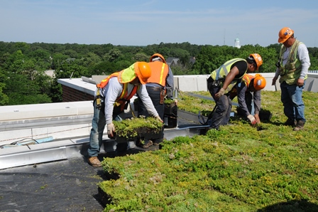 Patricia R. Guerrieri Academic Commons Green Roof
